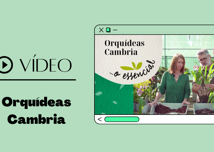 video orquideas cambria... o essencial