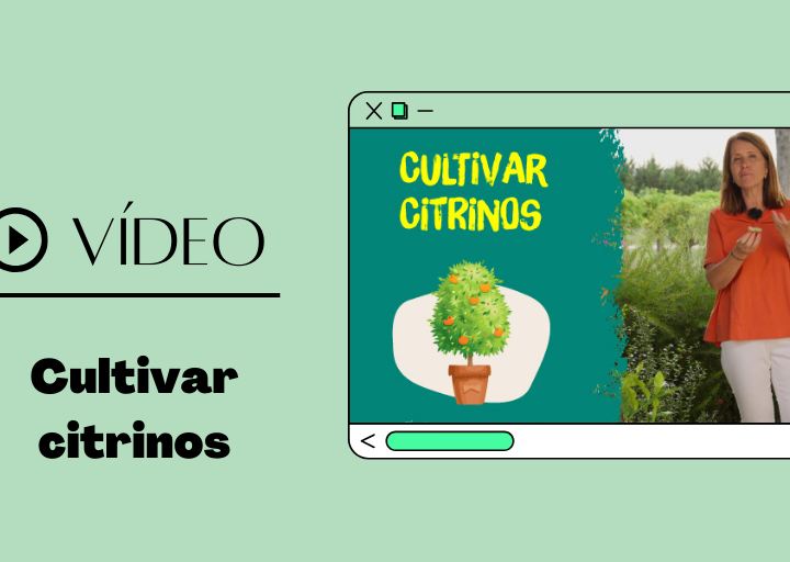 video cultivar citrinos destaque