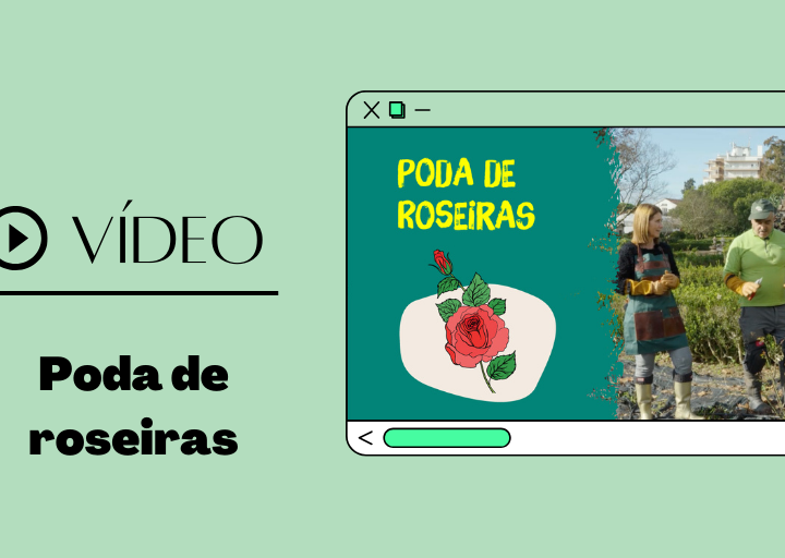 video poda de roseiras