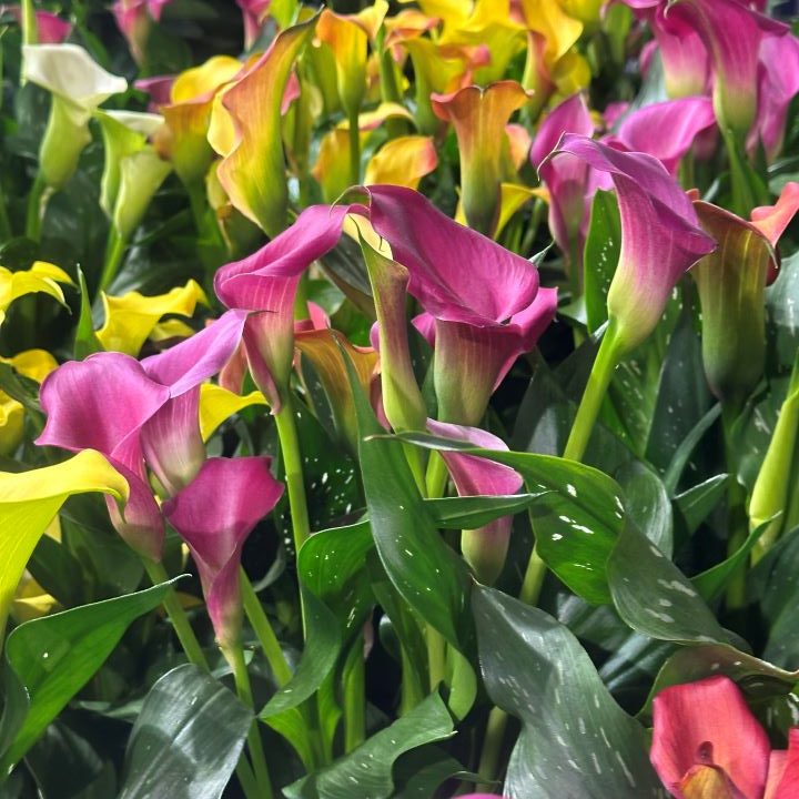 Callas