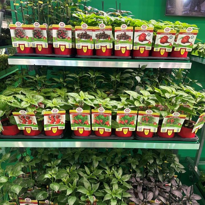 Hortícolas