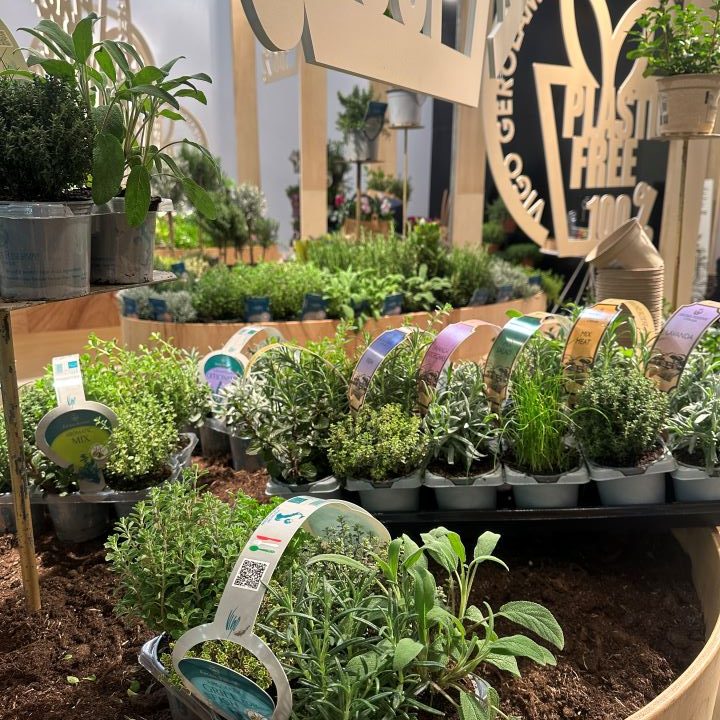Plantas aromáticas