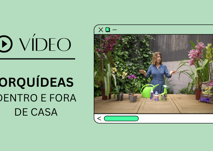 Vídeo orquideas: dentro e fora de casa, compo