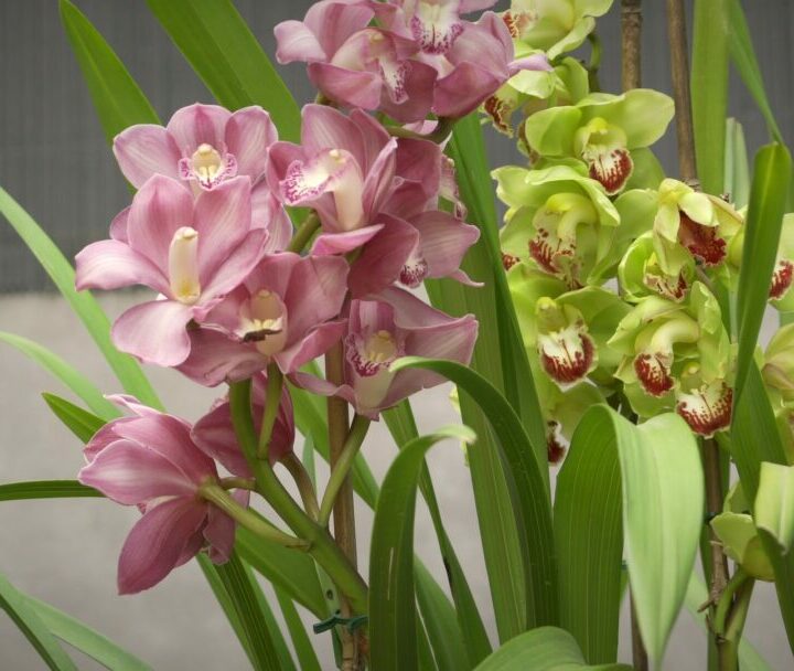 orquideas de exterior