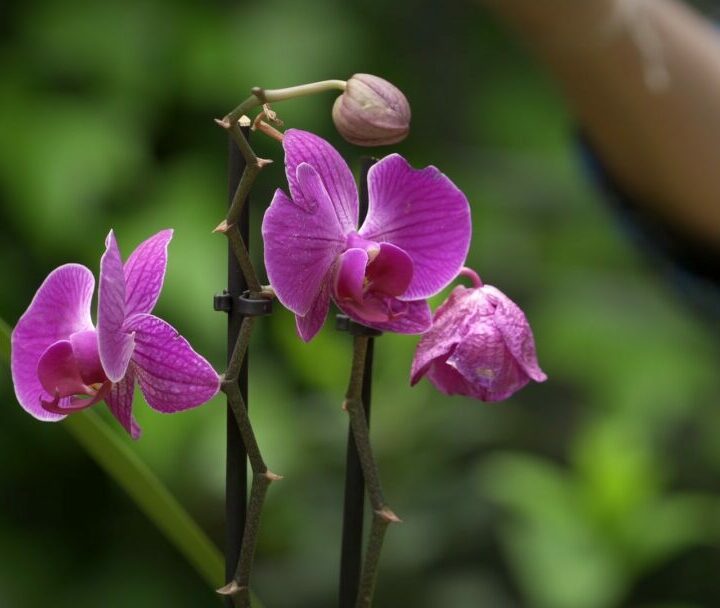 orquideas de interior