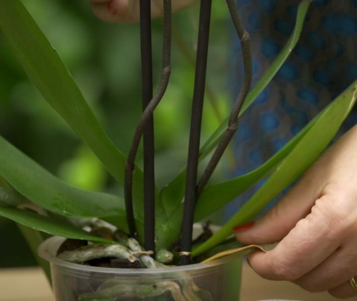Remover folhas velhas das orquídeas
