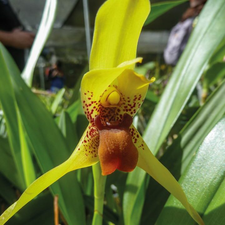 Maxillaria cucullata