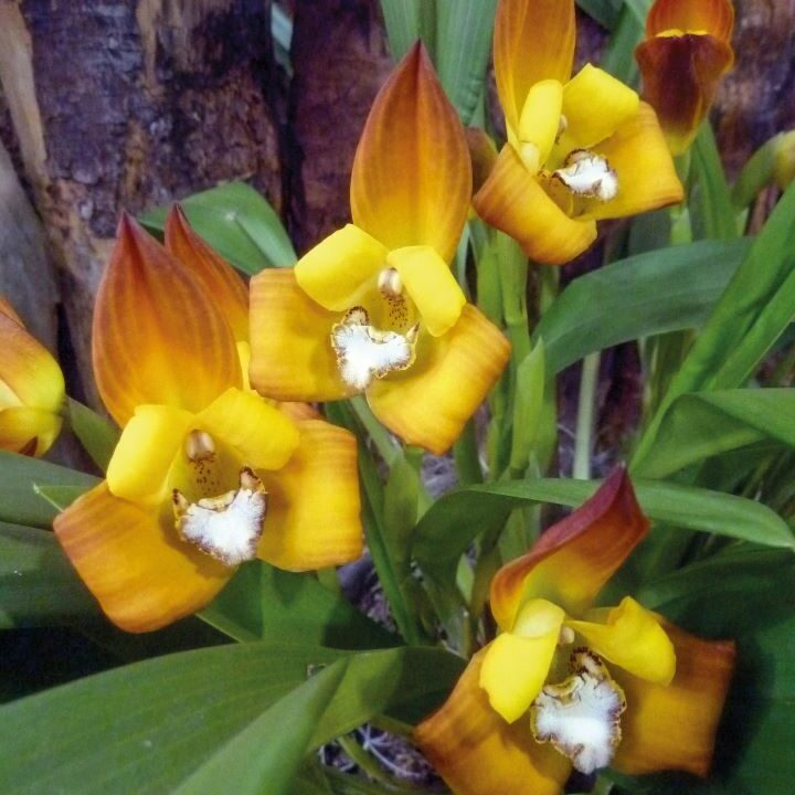 Maxillaria molitor