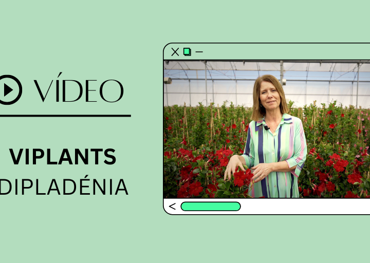DESTAQUE VÍDEO VIPLANT DIPLADÉNIA