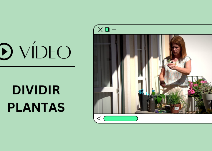 video da Gardena sobre multiplicação de plantas