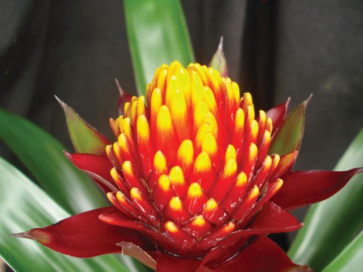 Guzmania conifera