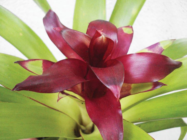 Guzmania lingulata hyb.
