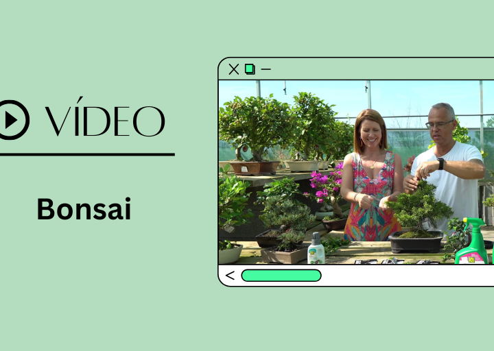 destaque site video bonsai