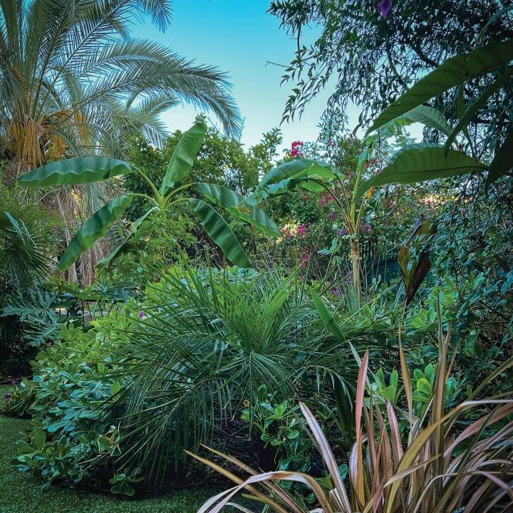 Jardim leonismos