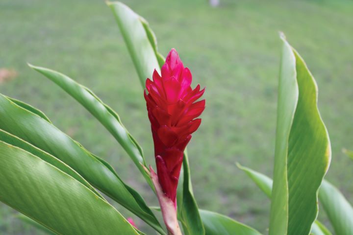Musa coccínea